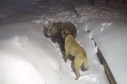 Ayı ile köpek Uludağ'da boğuştu!