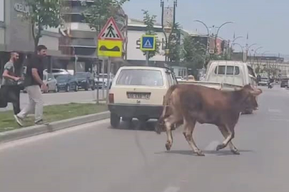 Kurbanlık firarda