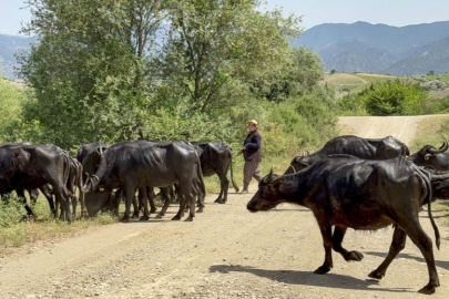 Afrika değil Tokat: Tokat’ta Afrika belgesellerini andıran görüntüler