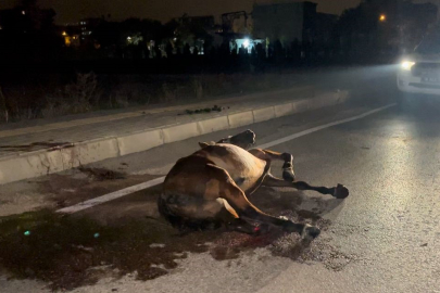 Başıboş ata çarpıp kaçtı, arkasına bile bakmadı