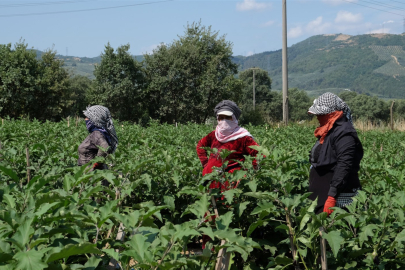 Bursa patlıcanında hasat şenliği