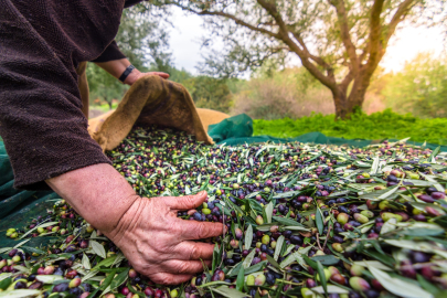 Orhangazi'de zeytin rekolte beyanı 2 bin 600 tonu buldu