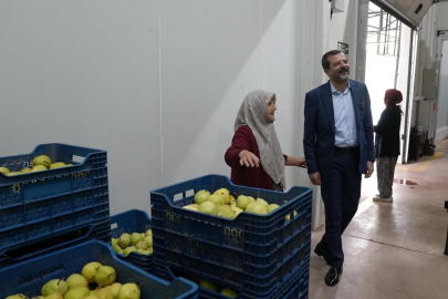 Hayriye teyze Gürsu armudu ile girişimci oldu