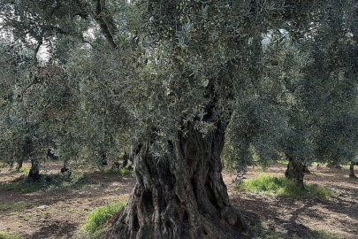 Bin 700 yıllık zeytin ağaçları hala ürün veriyor