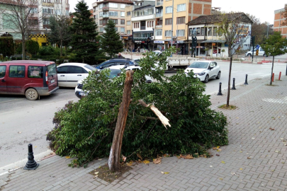 Şiddetli lodos ağacı yerle bir etti