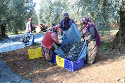 Zeytinyağı ihracatı hızlı gidiyor, ABD'ye ihracat 5 katına ulaştı