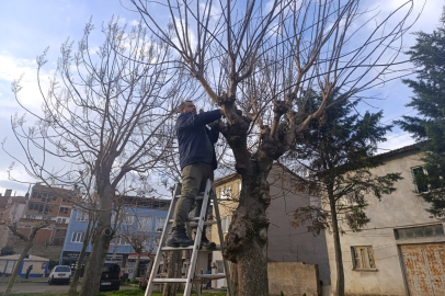 Park ve yeşil alanlarda budama çalışmaları sürüyor